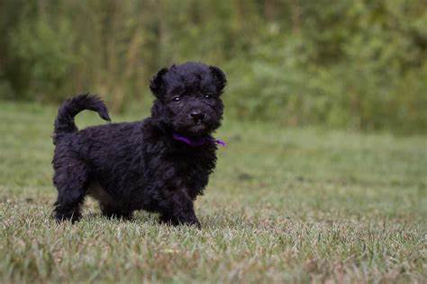 Pumi