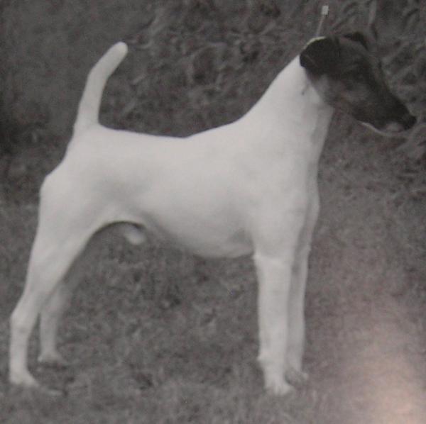 Roxway Explorer | Smooth Fox Terrier 