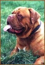 Minnie Del Pardo ( 2001162) | Dogue de Bordeaux 