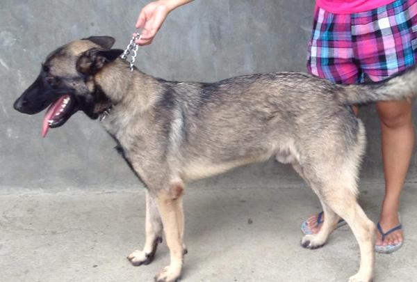Razor Bourne's Achmed | Belgian Malinois 