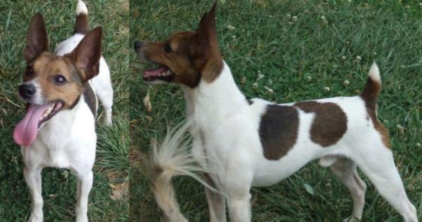 PBK's Andre's Tyson | Rat Terrier 