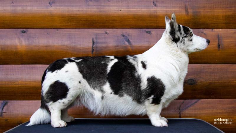 Aethwy It Must Have Been Love | Cardigan Welsh Corgi 