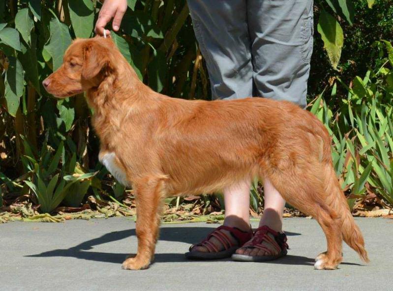 Avatar and Aqueus By Design | Nova Scotia Duck Tolling Retriever 