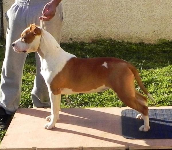 Genius Ast Im Sexy And I Know It | American Staffordshire Terrier 