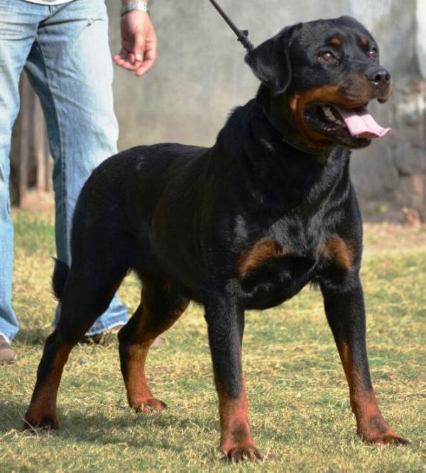 Boxter Vom Diablo | Rottweiler 