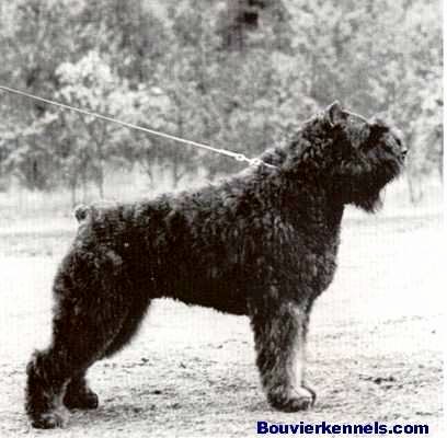 Halvar Bretta v.d. Boeversgarden | Bouvier des Flandres 