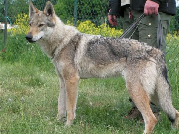 Grace von der Wolfsschleife | Czechoslovakian Wolfdog 