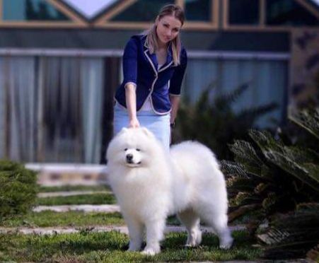 Avangard Arctic H. O. | Samoyed 