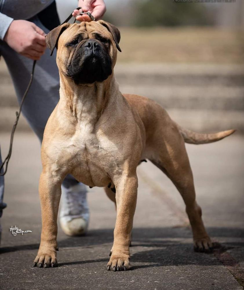 HOME OF GUARDIANS LENCHY | Bullmastiff 