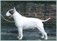 Magor Matinee Idol | Bull Terrier 