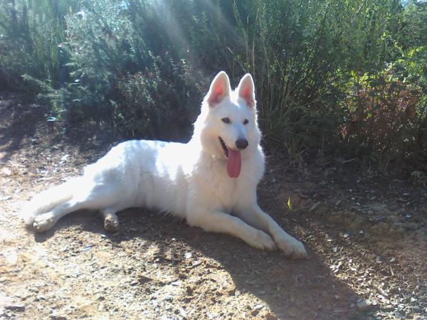 Bright Selene | White Swiss Shepherd Dog 