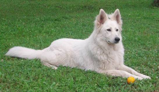 Nataly Cheryl Donnevara | White Swiss Shepherd Dog 