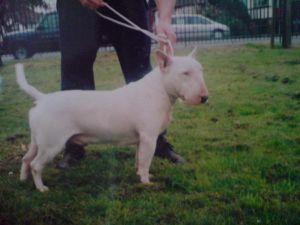 Warbonnet Frazier | Bull Terrier 