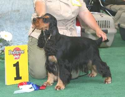 BLEK FANTOM FLAME OF LOVE | English Cocker Spaniel 