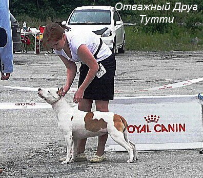Otvazhnyj Drug Tutti | American Staffordshire Terrier 