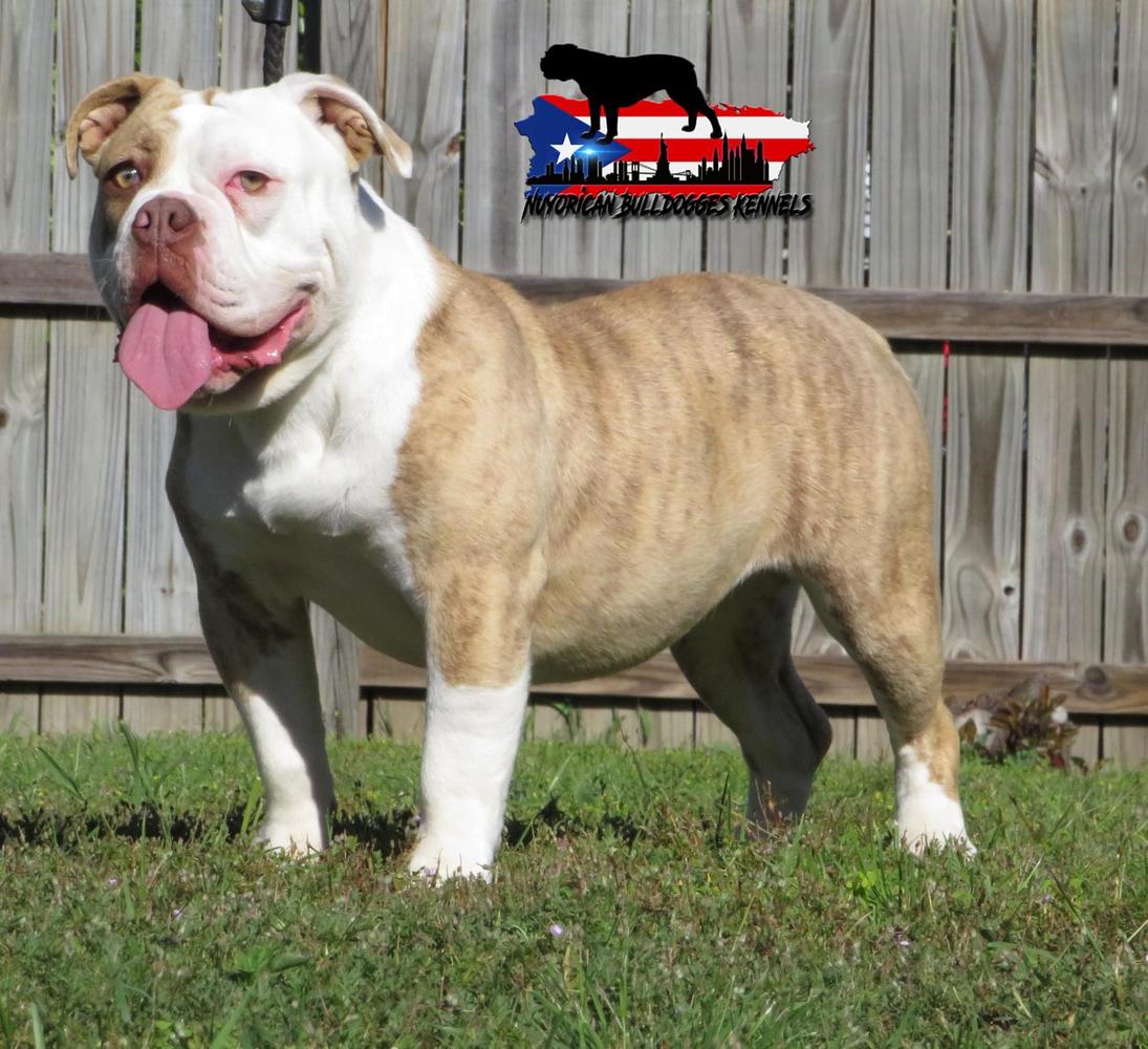 Nuyorican Bulldogges Khandi | Olde English Bulldogge 