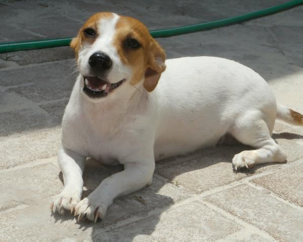 SHJ Aria Boo | Jack Russell Terrier 