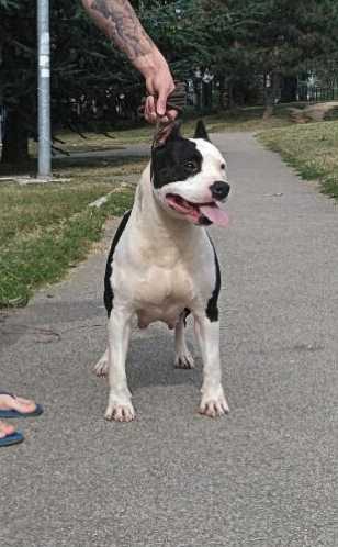 Enigma Blue Aurora | American Staffordshire Terrier 