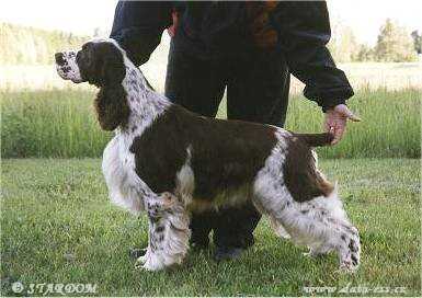 Mompesson Prince Charming | English Springer Spaniel 