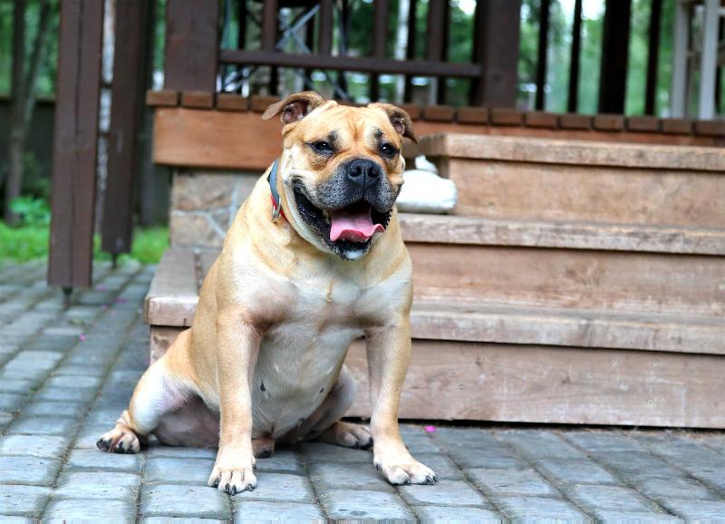 Ideal Dogs GIV Bengan Fabulous | Ca de Bou 