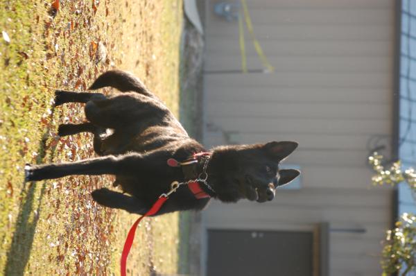 Bella Familie Beschutzer | German Shepherd Dog 