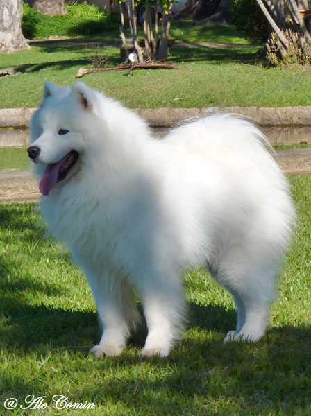 White Magic's Toffy Lee Dias | Samoyed 