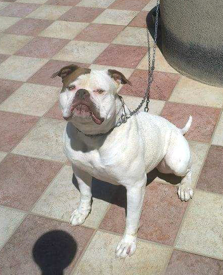 Giunta's Akira | American Bulldog 
