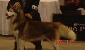 Mc kenna'S by request | Siberian Husky 