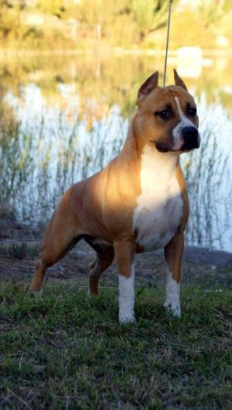Alea jacta est Boom girl | American Staffordshire Terrier 