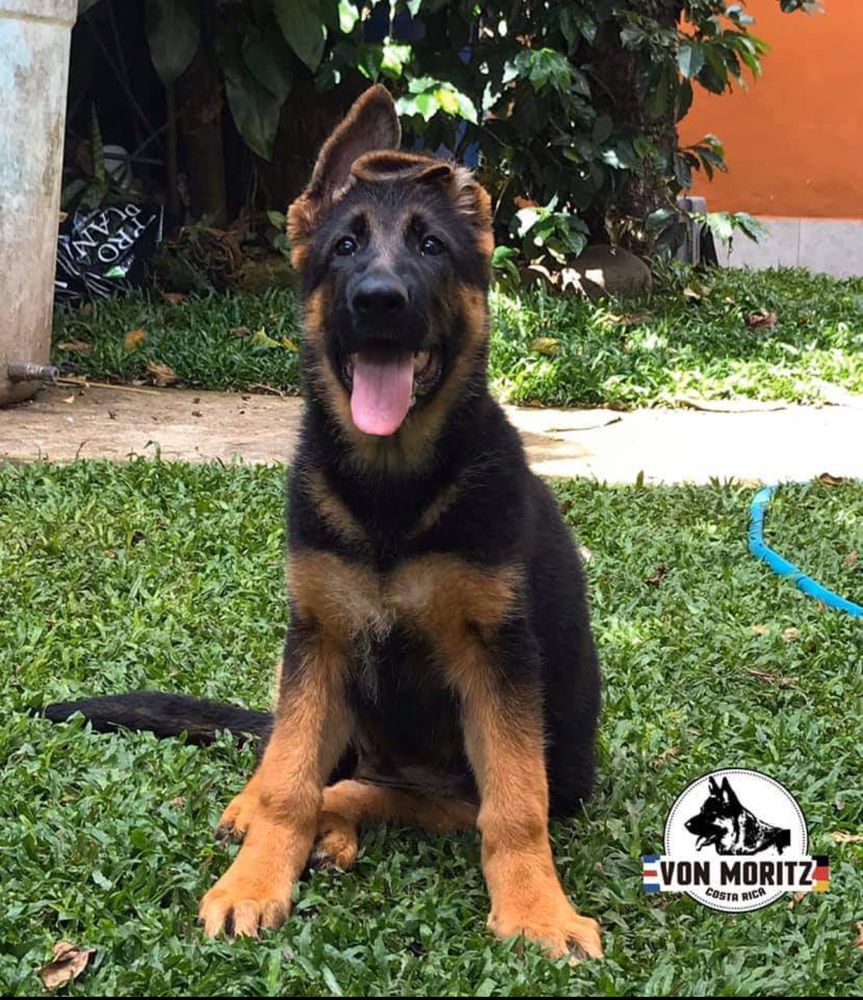 Denver von Moritz | German Shepherd Dog 