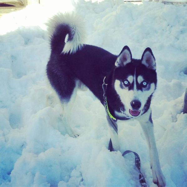 Oreo  Lord de Ross | Siberian Husky 