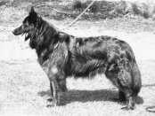 Eleonora van de Hamelakker | Dutch Shepherd 