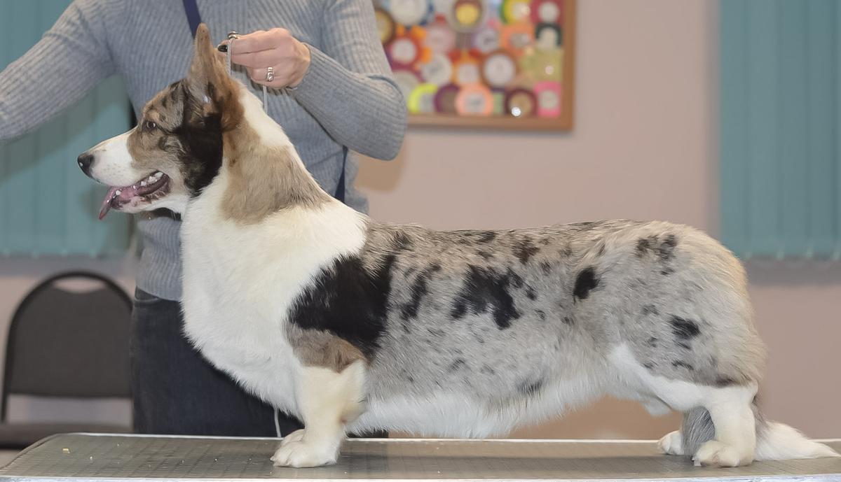 Kartef Alba Celeste | Cardigan Welsh Corgi 