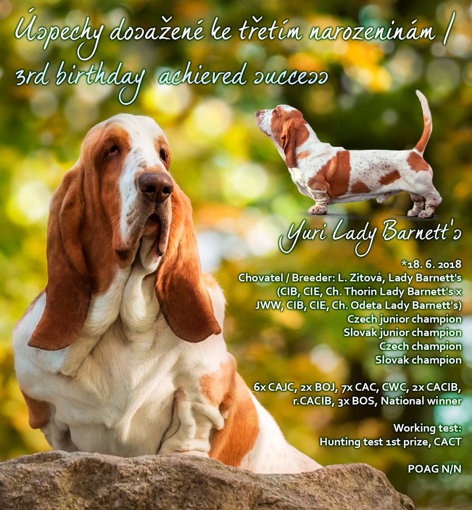 Yuri Lady Barnett's | Basset Hound 