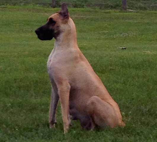 Castlerea's Mo Chara GRA | Great Dane 