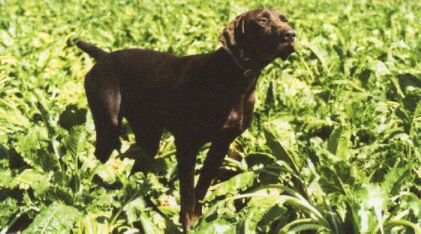 Ursula du Gué-Vaslin | German Shorthaired Pointer 