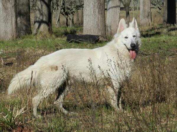 Conan Macantach | White Swiss Shepherd Dog 