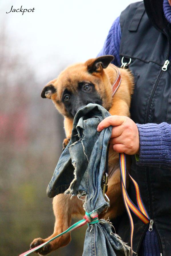 Jackpot LOF 201403/4114 (Rudas) | Belgian Malinois 