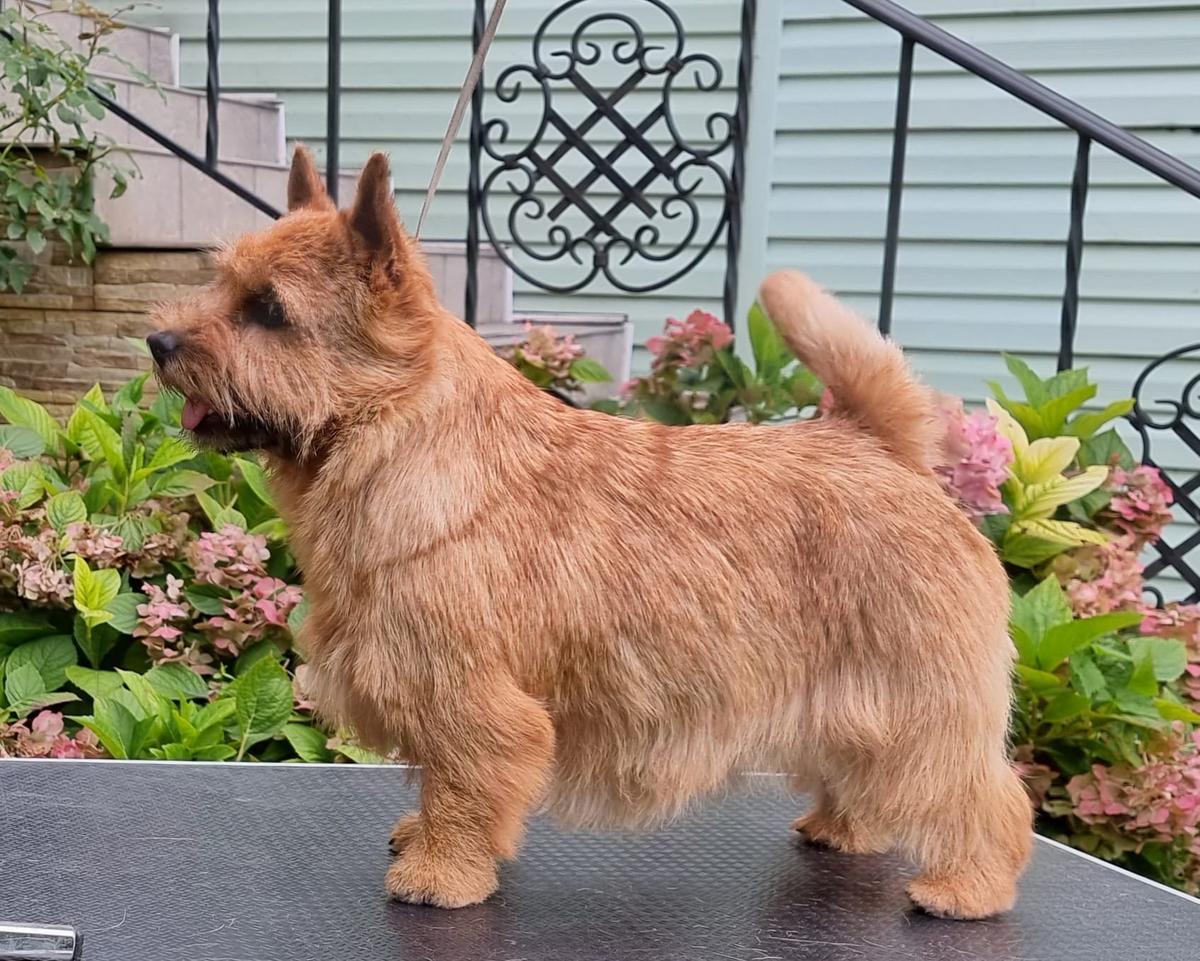 More Then Love Bestiyana | Norwich Terrier 