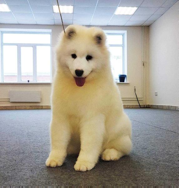 Zagadka Sibiry Raiskoe Yablochko | Samoyed 