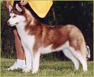 TRILLIUM BLUE'S DAISY DUKE | Siberian Husky 