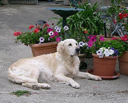 Chilly Golden Angels of Oberach | Golden Retriever 