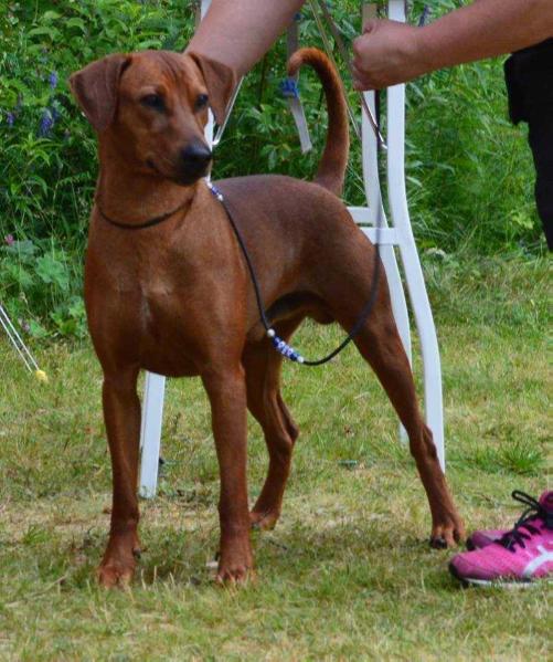 Thunder-Sky | German Pinscher 