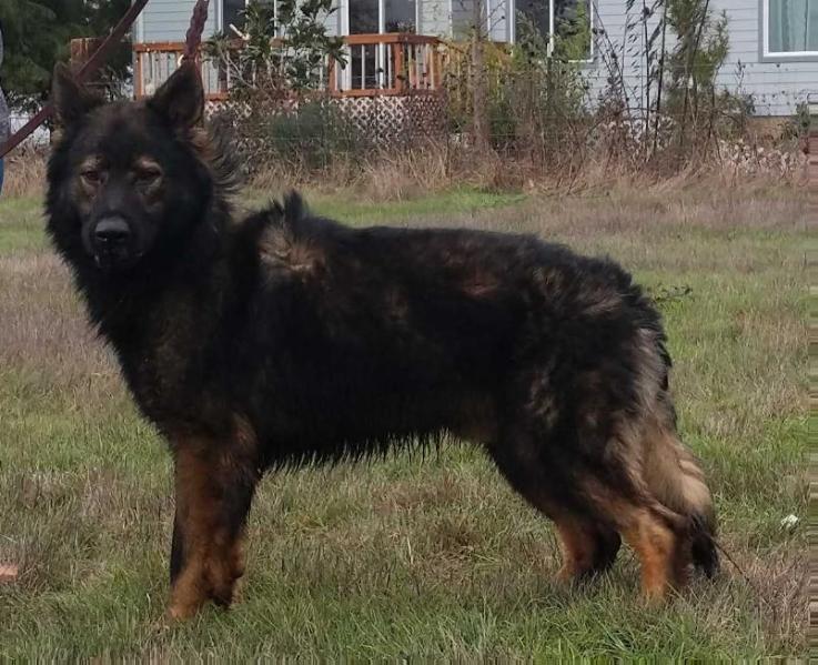 Dex Von Sico Schwarz Haus | German Shepherd Dog 