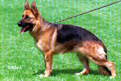 Iska aus der Eremitenklause | German Shepherd Dog 