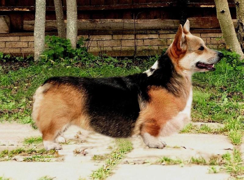 BELLA VITA FAIER STALKER | Pembroke Welsh Corgi 