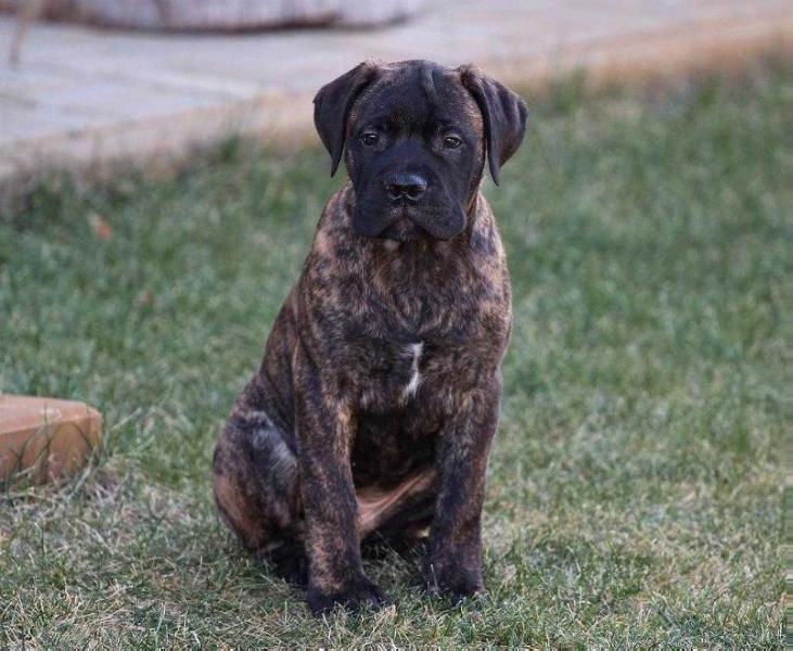 Von Liev Zandra A Peso de Ouro | Bullmastiff 