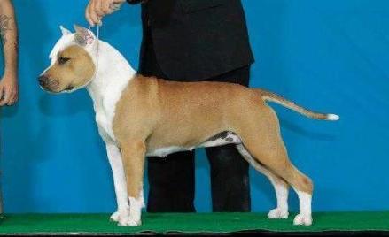 Parvati Kali L.A.M. | American Staffordshire Terrier 