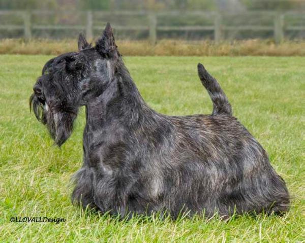Stuane Florette | Scottish Terrier 