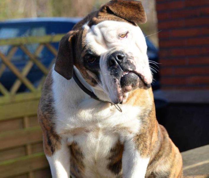 Ostergaard's Alli | Olde English Bulldogge 